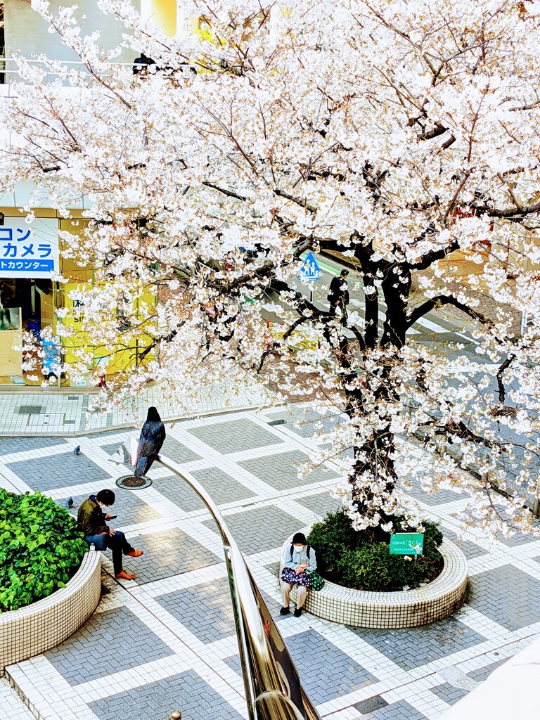 駅前桜