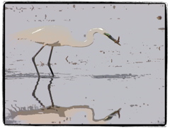 ダイサギ
