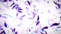 マテバシイ