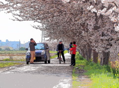 花見記念