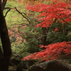 万博公園　秋３