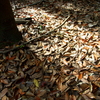 万博公園　秋２