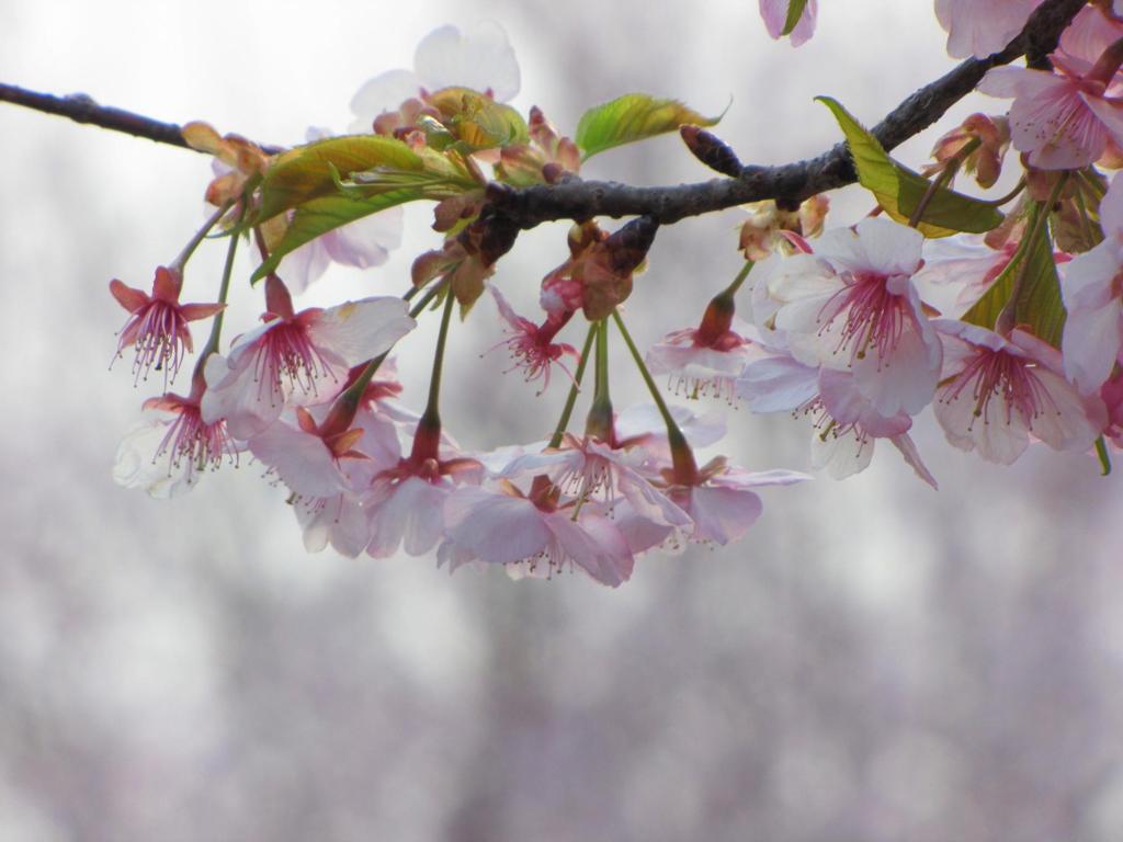 桜降る季節