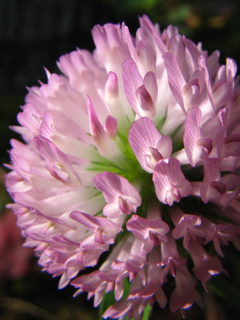 flower ball