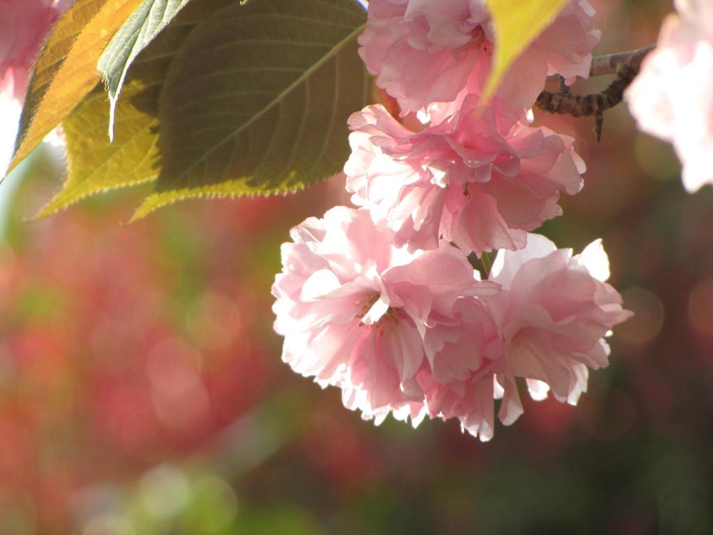 ピンクのボンボン