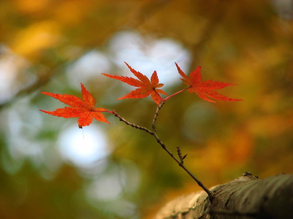 紅三姉妹