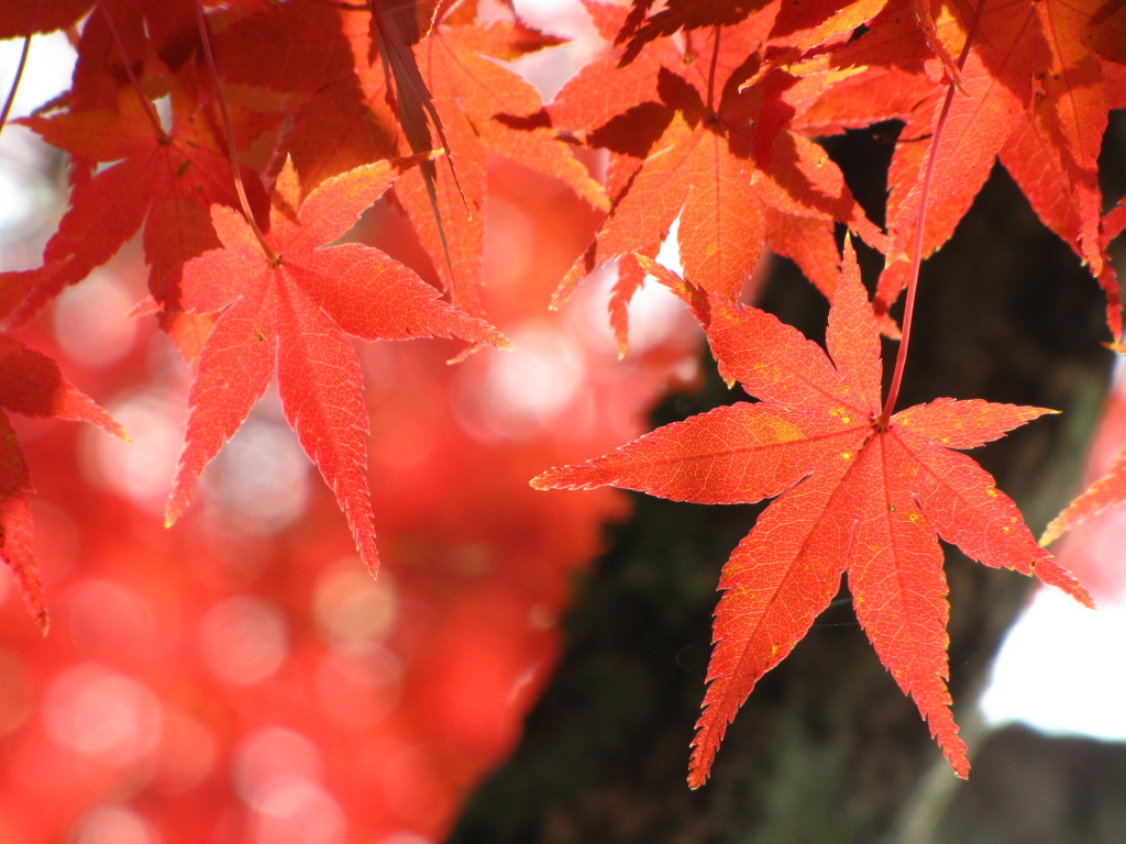 遅いなぁ・・・紅の季節