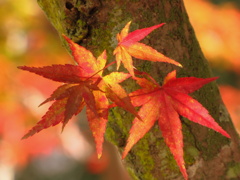 今年の秋色