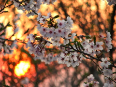 夕日桜