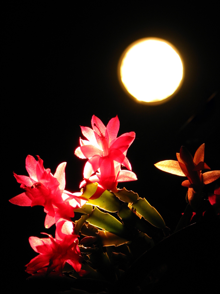 月夜・・・っぽく＾＾