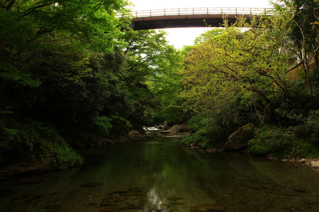 新緑の静寂