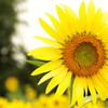 夏！　だけど、今日は曇り
