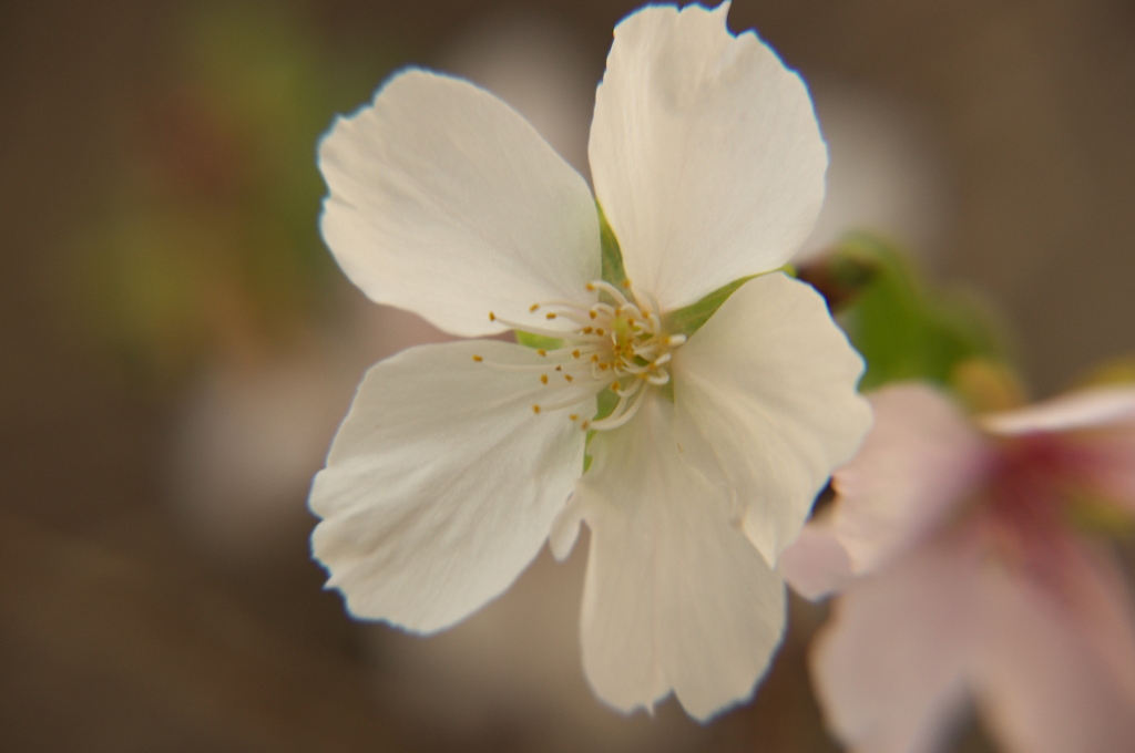 季節ハズレの桜