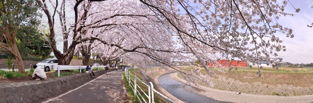 桜街道
