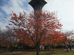 DSCF0249