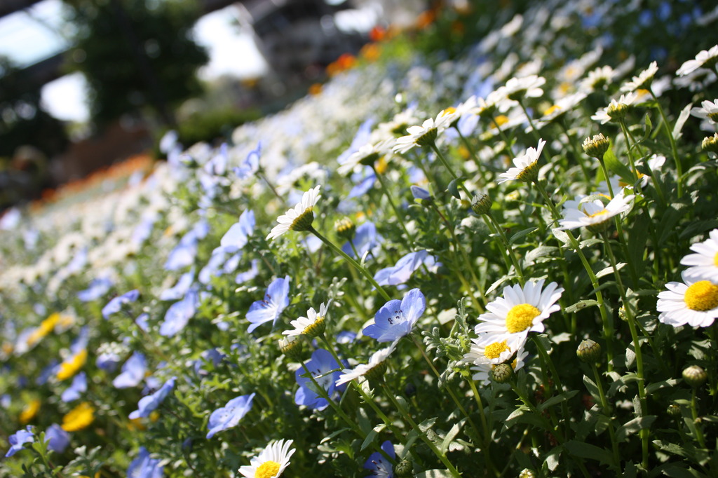 あお・しろ・きいろ