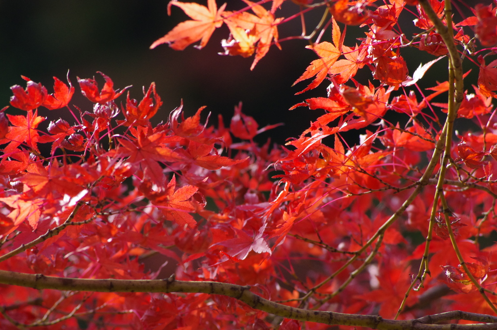 紅葉