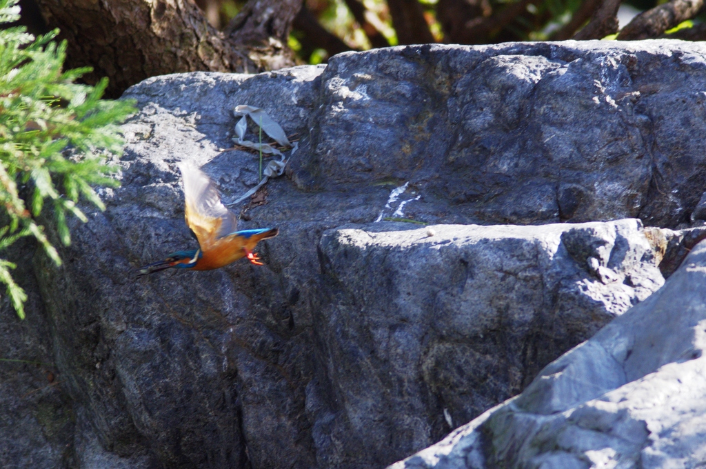 お魚くわえたカワセミ