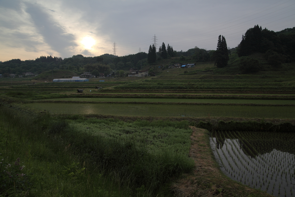 早朝の棚田