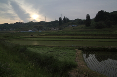 早朝の棚田