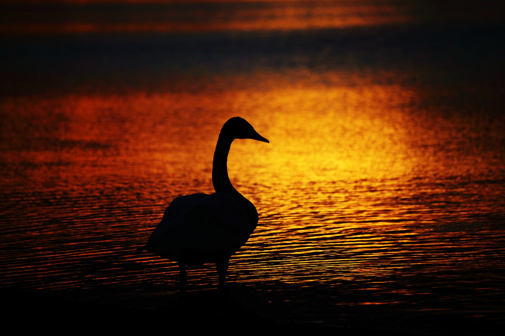 白鳥の湖