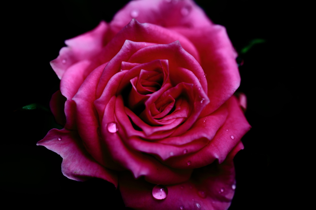 Rose①