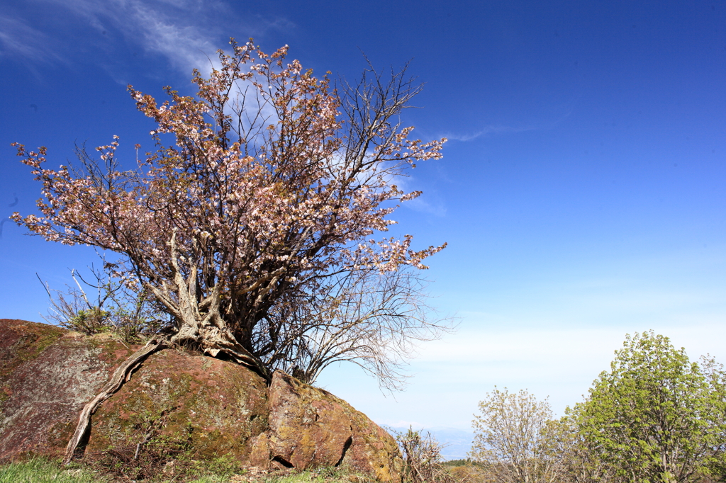 石割桜