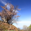 石割桜