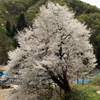 一足遅い春到来