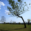 若葉と空