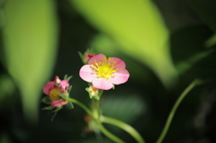 イチゴ？の花
