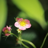 イチゴ？の花
