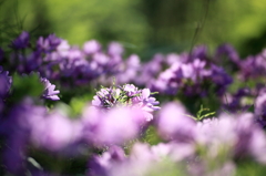 violet flowers