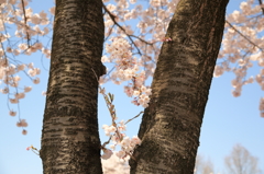 小さな枝