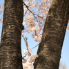小さな枝