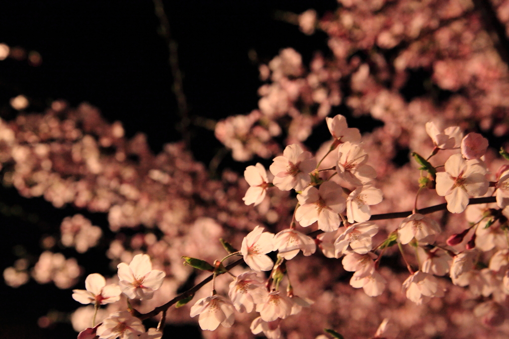 夜桜
