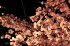 夜桜