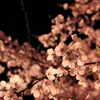 夜桜