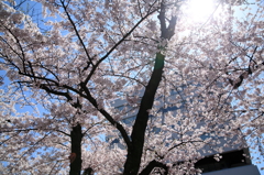 透き通る