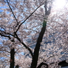 透き通る