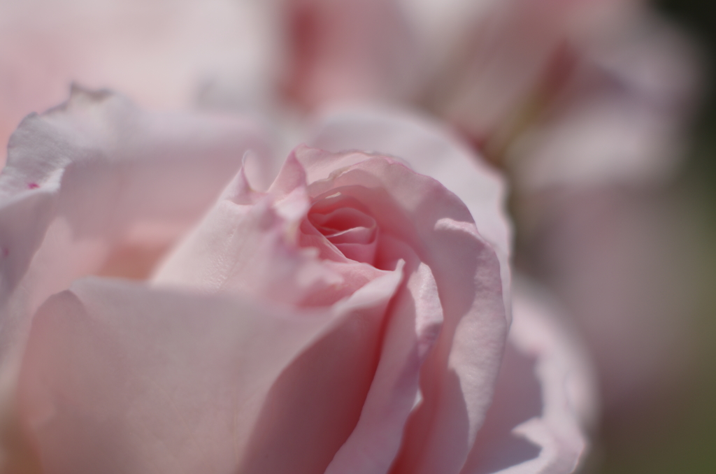 バラ（ブライダルピンク）