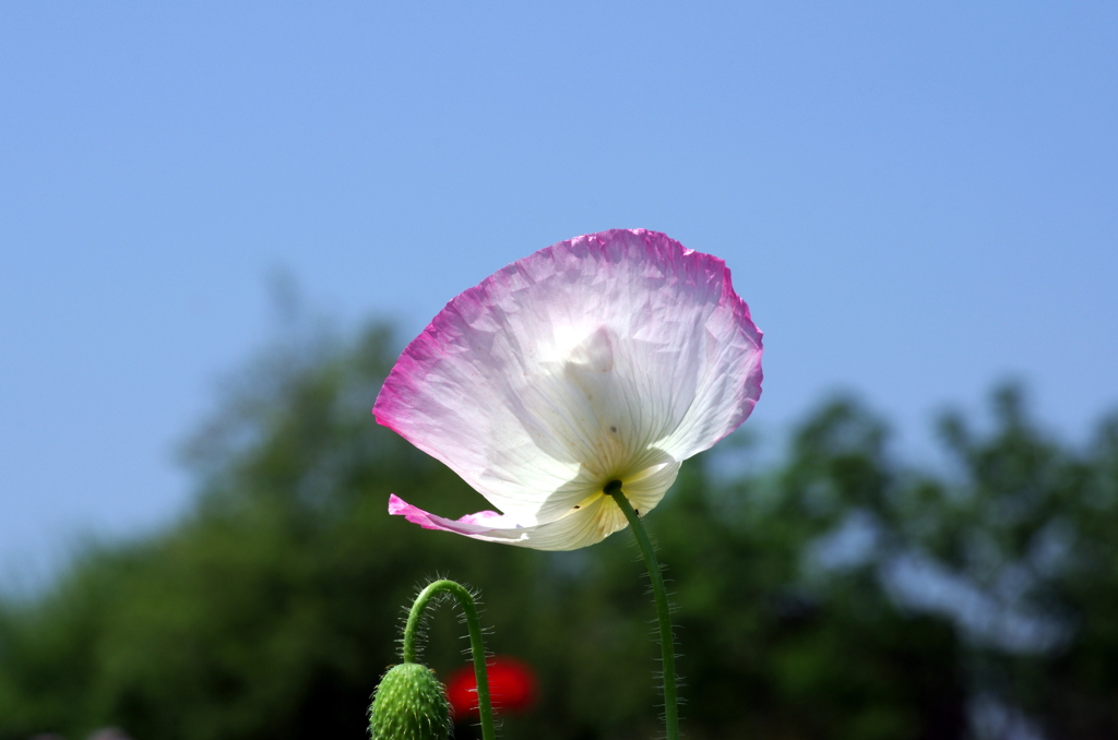 シャーレーポピー