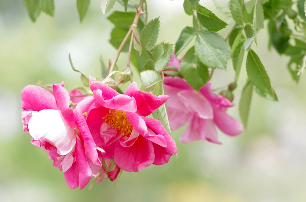 スパニッシュビューティ