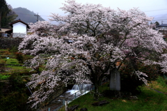 南信州の桜