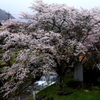 南信州の桜