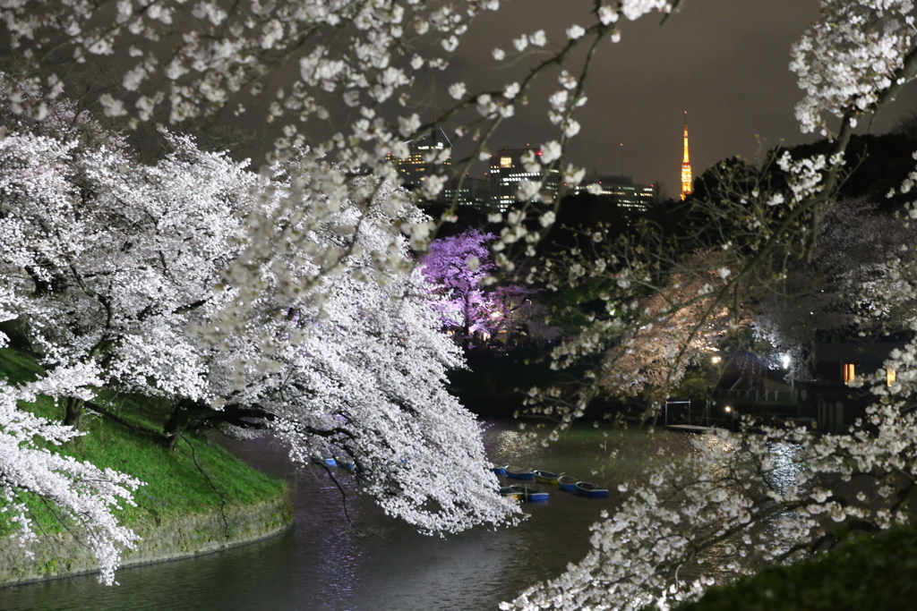 東京の桜