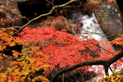 眼下の紅葉