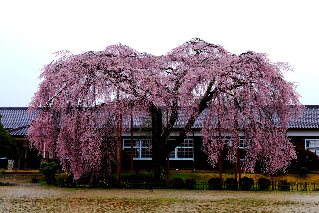 南信州の桜