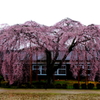 南信州の桜