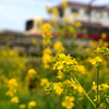 春の野川